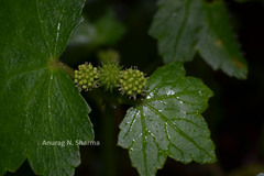 Hydrocotyle javanica
